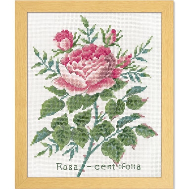 ローザセンティフォーリア